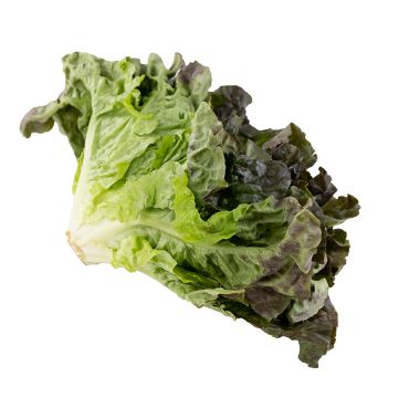 Red Leaf Lettuce
