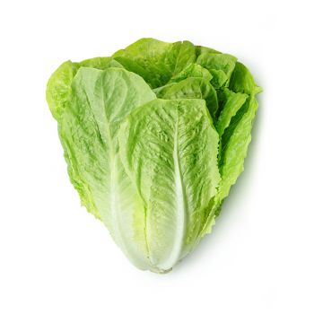 Romaine Lettuce