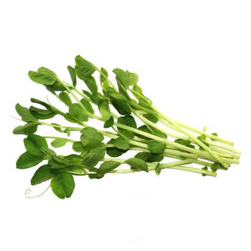 Pea Shoots