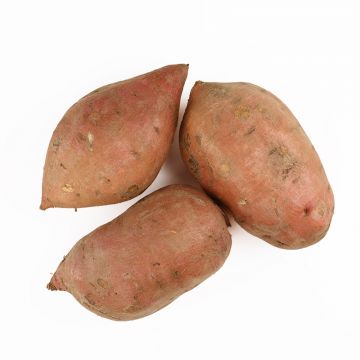Organic Garnet Sweet Potatoes