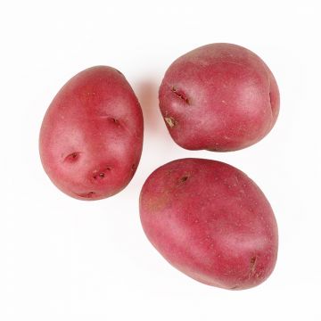 Size-B Red Potatoes 