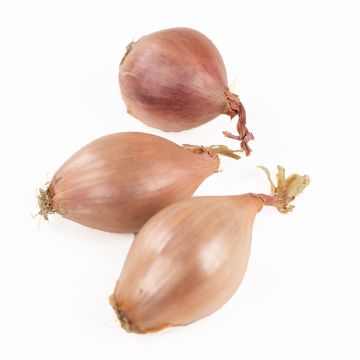 Shallots