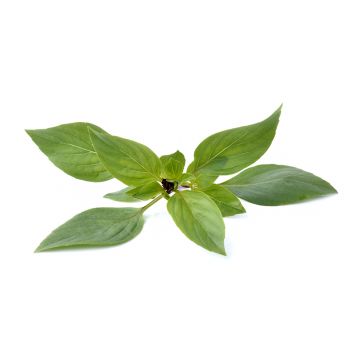 Thai Basil