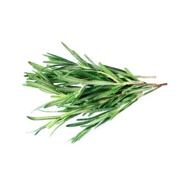 Rosemary