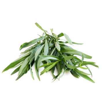Tarragon