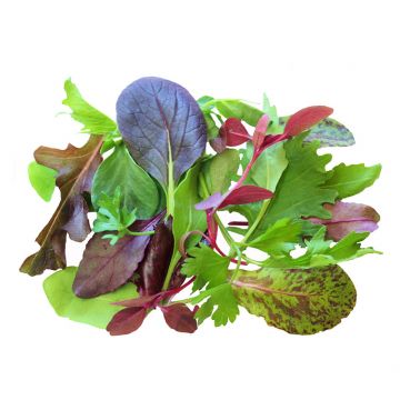 Petite Primavera Mix