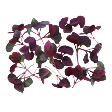 Micro Red Shiso