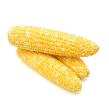 Three Ears of Shucked Corn