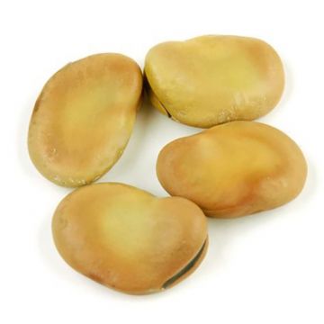 Dried Fava Beans - OD