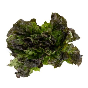 Red Leaf Lettuce