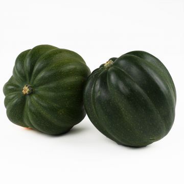 Acorn Squash