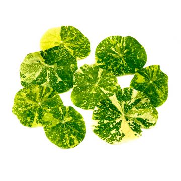 Micro Nasturtium Shoot - Local